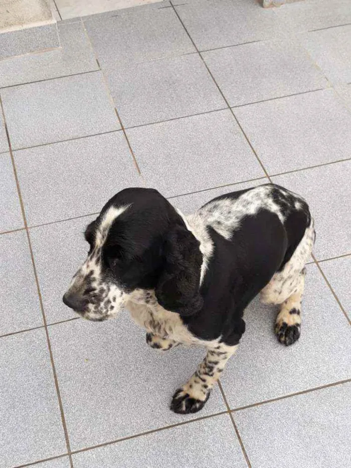 Cachorro ra a Cocker idade 2 anos nome Luan