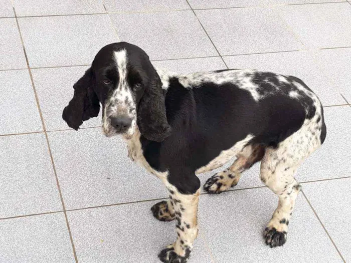 Cachorro ra a Cocker idade 2 anos nome Luan