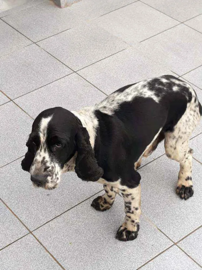 Cachorro ra a Cocker idade 2 anos nome Luan