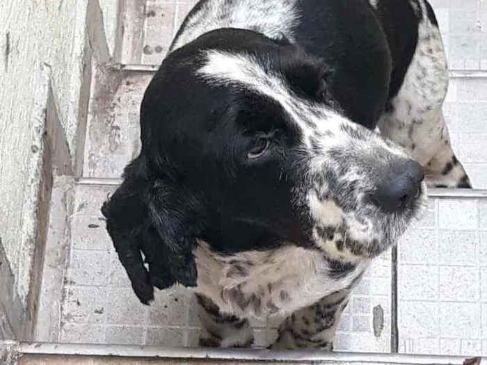 Cachorro ra a Cocker idade 2 anos nome Luan