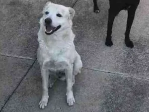 Cachorro raça SRD-ViraLata idade 6 ou mais anos nome Marley