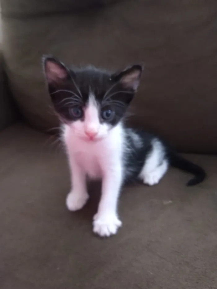 Gato raça SRD-ViraLata idade Abaixo de 2 meses nome Sem Nome