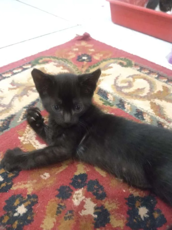 Gato raça SRD-ViraLata idade Abaixo de 2 meses nome Sem Nome