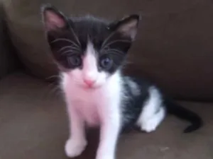 Gato raça SRD-ViraLata idade Abaixo de 2 meses nome Sem Nome