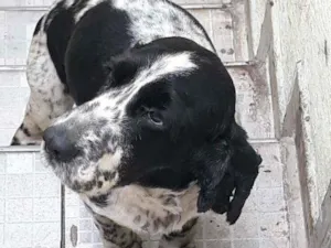 Cachorro raça Cocker idade 2 anos nome Luan