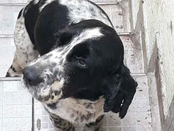 Cachorro ra a Cocker idade 2 anos nome Luan