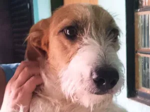 Cachorro raça misturado idade 7 a 11 meses nome Bob