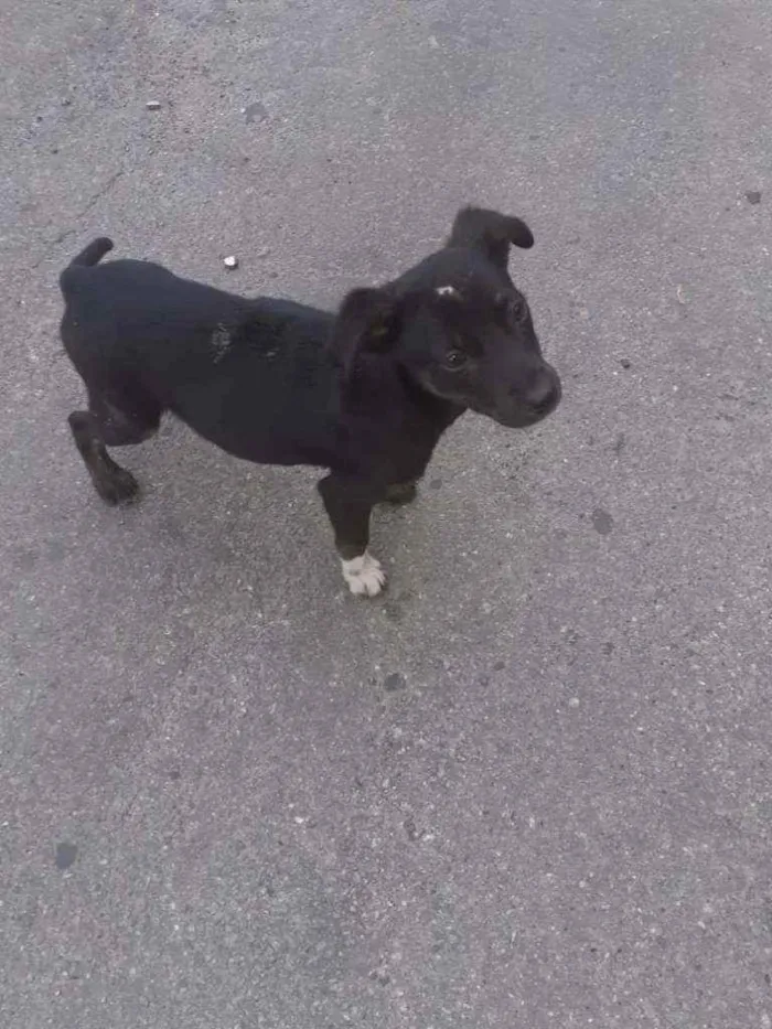 Cachorro ra a SRD idade 2 a 6 meses nome Pretinha baixinha