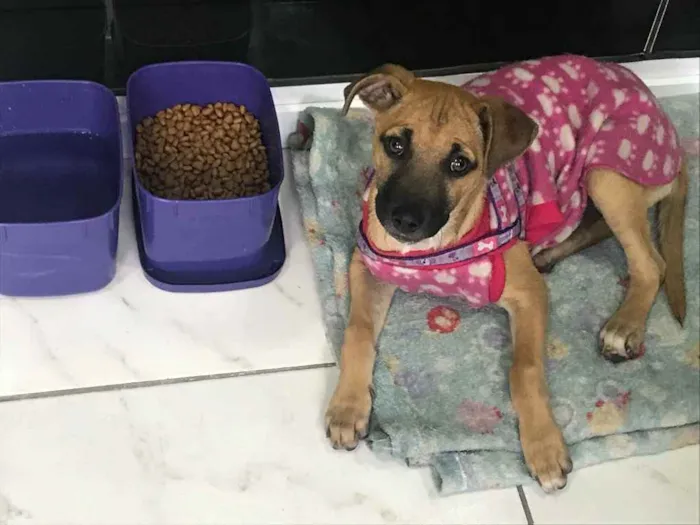 Cachorro ra a SRD idade 2 a 6 meses nome Havanna