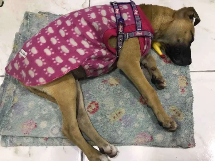 Cachorro ra a SRD idade 2 a 6 meses nome Havanna