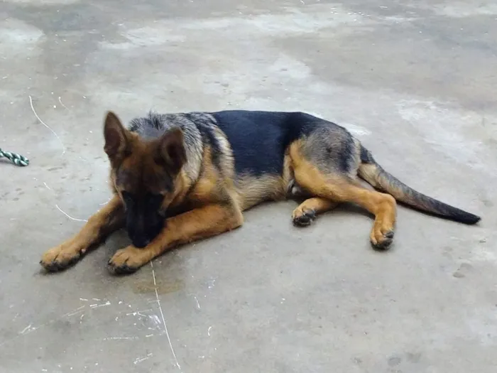 Cachorro ra a PastorAlemão idade 7 a 11 meses nome IAN