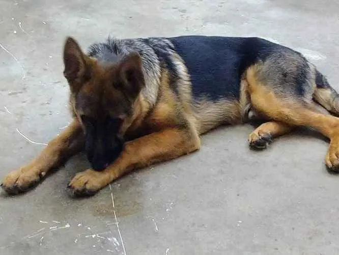 Cachorro ra a PastorAlemão idade 7 a 11 meses nome IAN