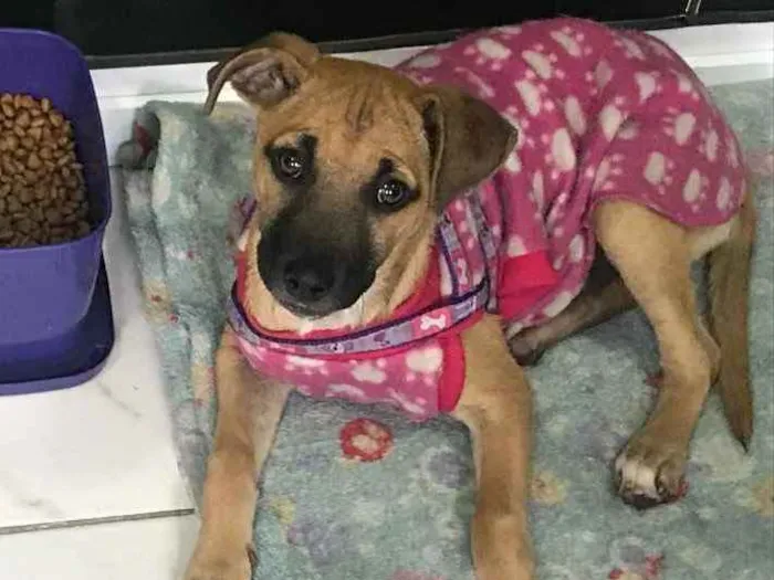 Cachorro ra a SRD idade 2 a 6 meses nome Havanna