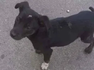 Cachorro raça SRD idade 2 a 6 meses nome Pretinha baixinha