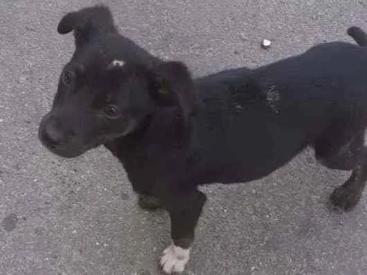 Cachorro ra a SRD idade 2 a 6 meses nome Pretinha baixinha