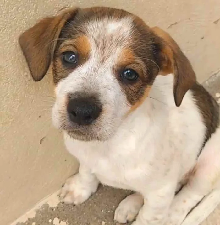 Cachorro ra a  idade 2 a 6 meses nome Coração 