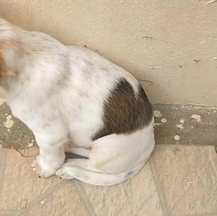 Cachorro ra a  idade 2 a 6 meses nome Coração 