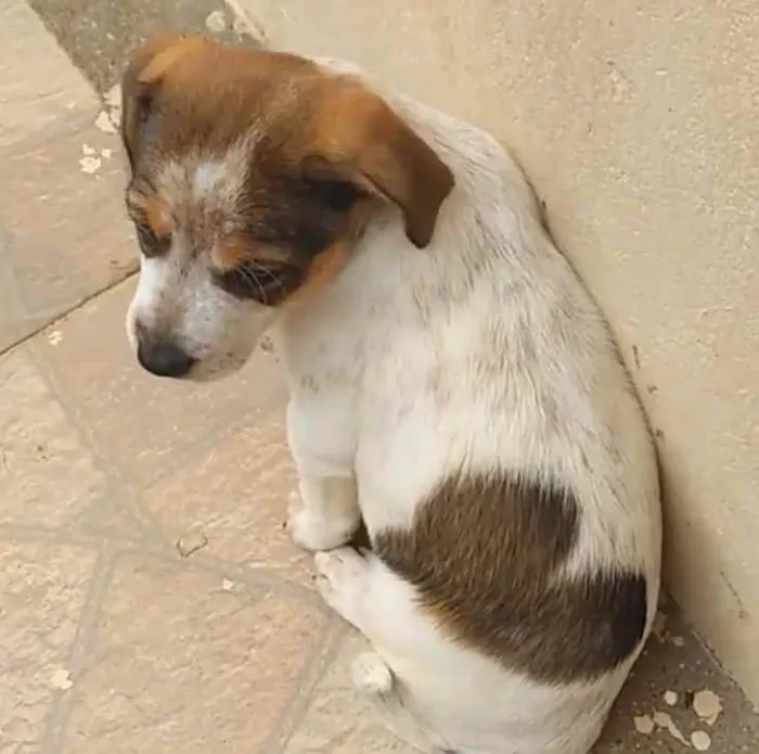 Cachorro ra a  idade 2 a 6 meses nome Coração 