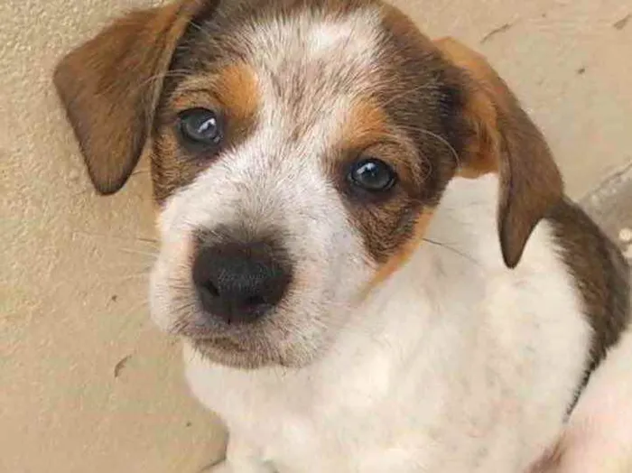 Cachorro ra a  idade 2 a 6 meses nome Coração 