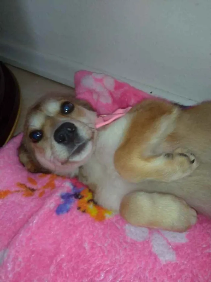 Cachorro ra a  idade 2 a 6 meses nome Não sei 