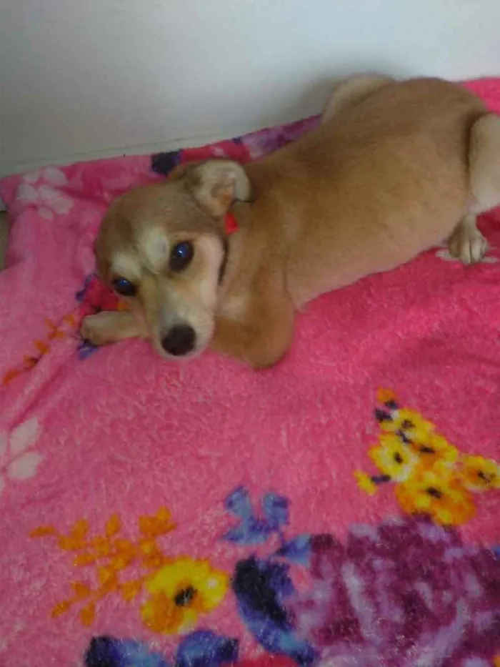 Cachorro ra a  idade 2 a 6 meses nome Não sei 