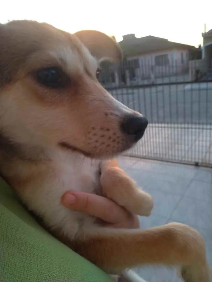 Cachorro ra a  idade 2 a 6 meses nome Não sei 