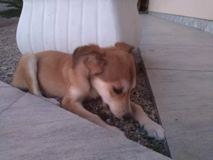 Cachorro ra a  idade 2 a 6 meses nome Não sei 