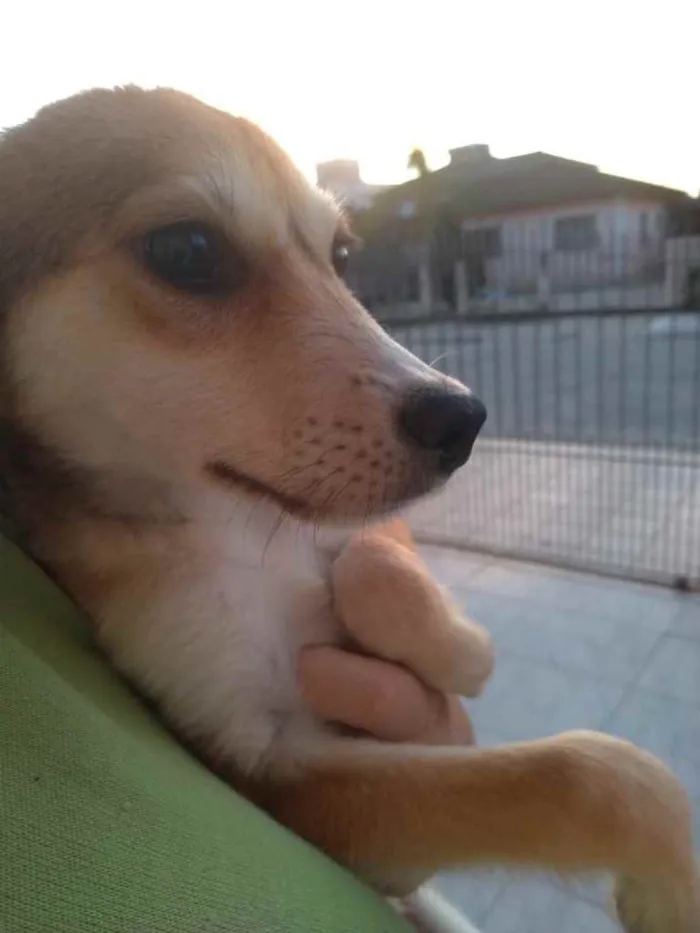 Cachorro ra a  idade 2 a 6 meses nome Não sei 