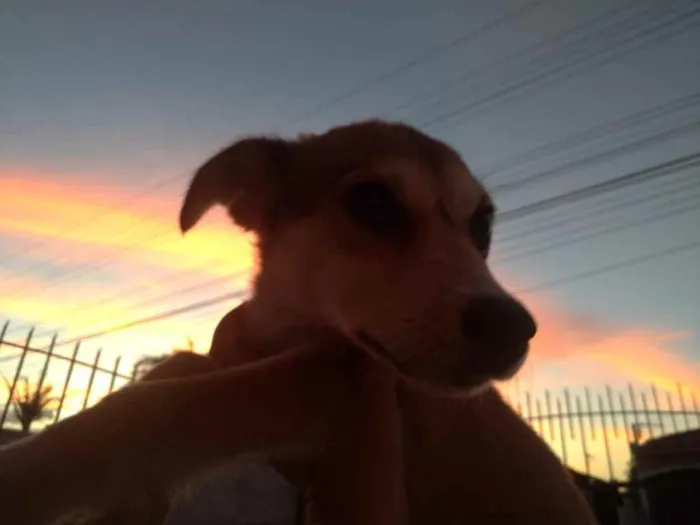 Cachorro ra a  idade 2 a 6 meses nome Não sei 