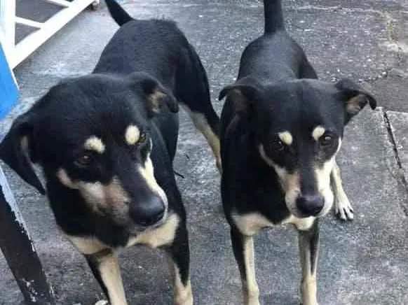 Cachorro ra a Vira Lata idade  nome Vitor e Léo