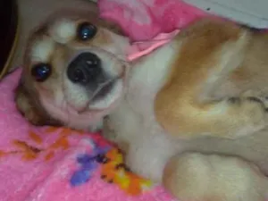 Cachorro raça  idade 2 a 6 meses nome Não sei 