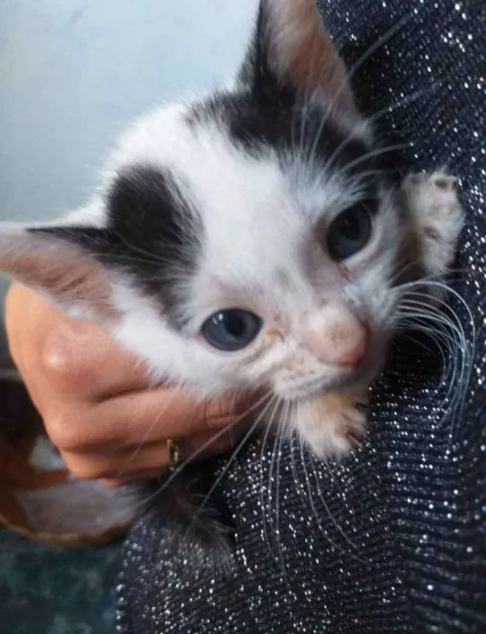 Gato ra a SRD idade 2 a 6 meses nome Juca 