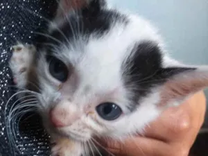 Gato raça SRD idade 2 a 6 meses nome Juca 