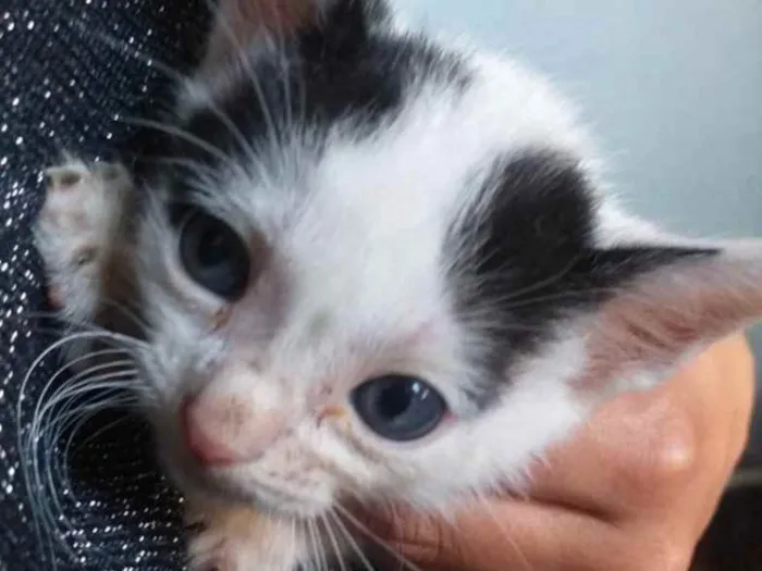 Gato ra a SRD idade 2 a 6 meses nome Juca 