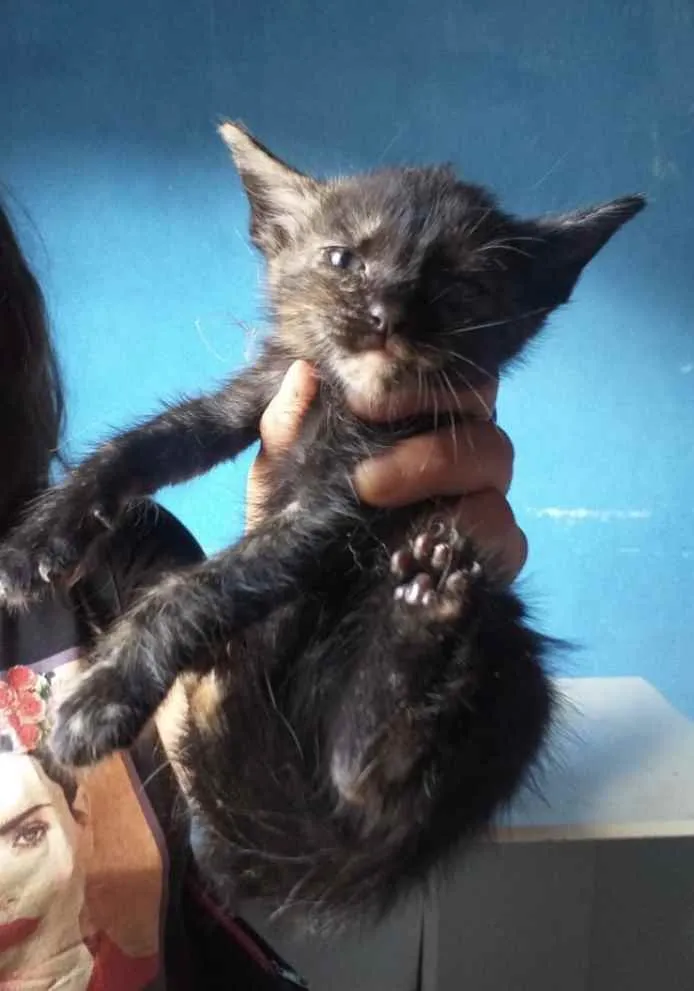 Gato ra a SRD idade 2 a 6 meses nome Eva 