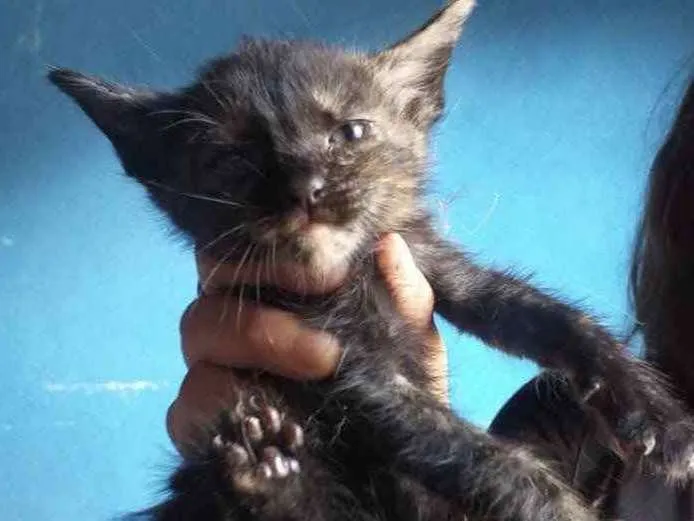 Gato ra a SRD idade 2 a 6 meses nome Eva 