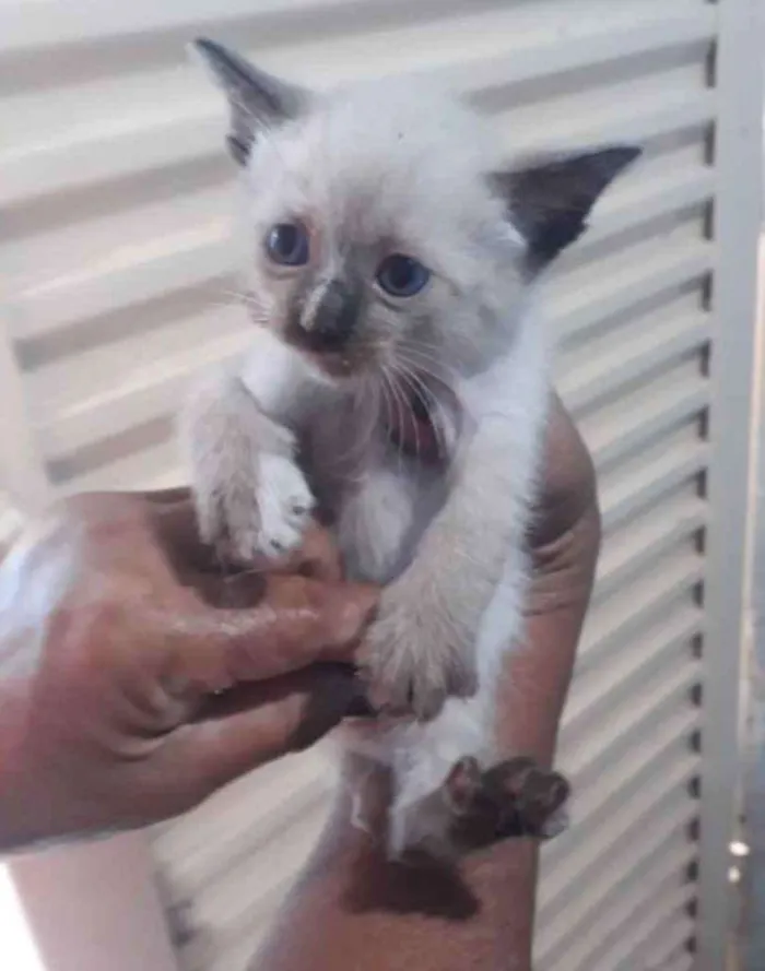 Gato ra a Mestiça  idade 2 a 6 meses nome Mila 