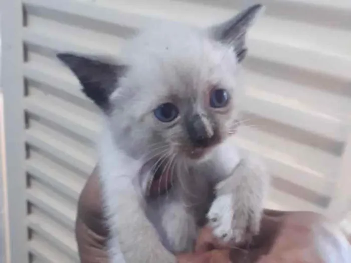 Gato ra a Mestiça  idade 2 a 6 meses nome Mila 