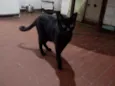 Negão