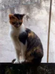Nina