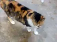 Nina