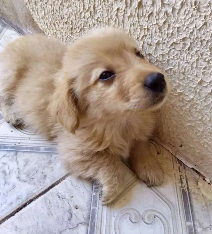 Cachorro ra a Mestiço  idade 2 a 6 meses nome Lucca 