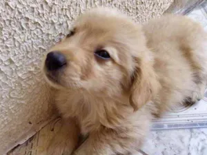 Cachorro raça Mestiço  idade 2 a 6 meses nome Lucca 
