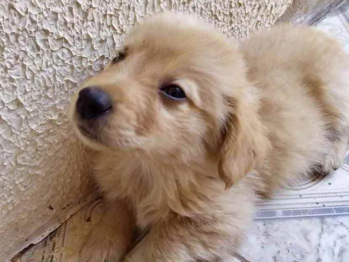 Cachorro ra a Mestiço  idade 2 a 6 meses nome Lucca 