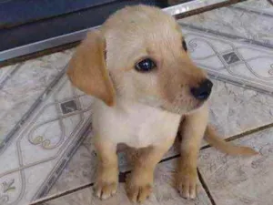 Cachorro raça Mestiço  idade 2 a 6 meses nome Caramelo 