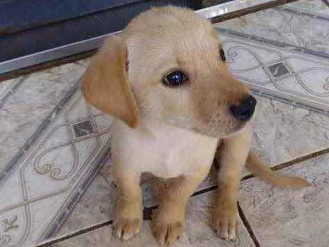 Cachorro ra a Mestiço  idade 2 a 6 meses nome Caramelo 