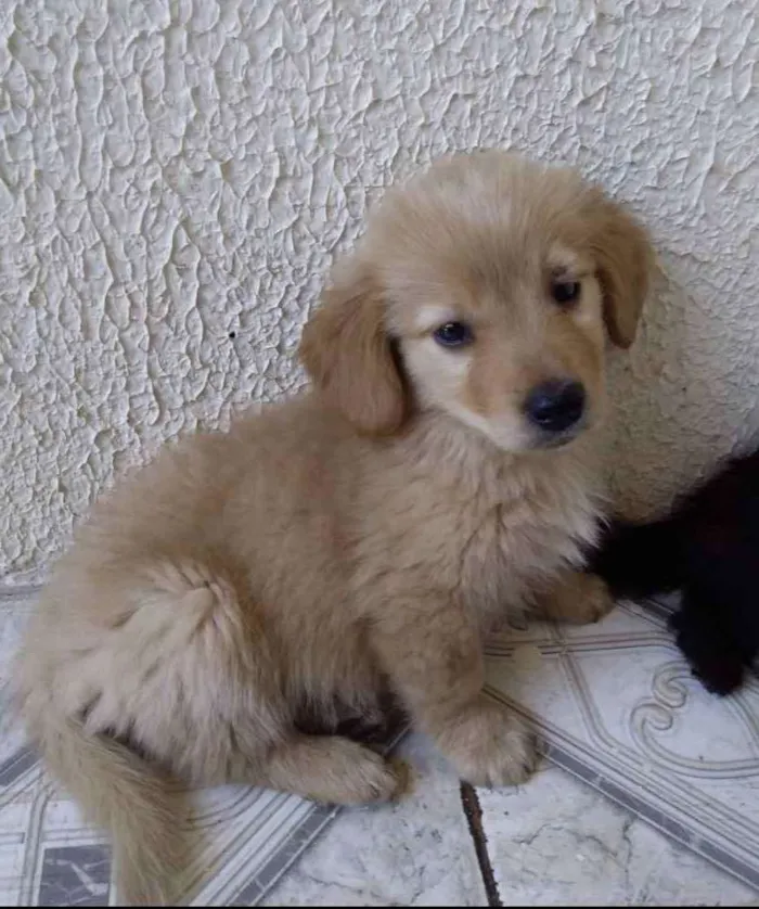 Cachorro ra a Mestiço  idade 2 a 6 meses nome Marley 