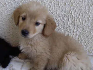 Cachorro raça Mestiço  idade 2 a 6 meses nome Marley 