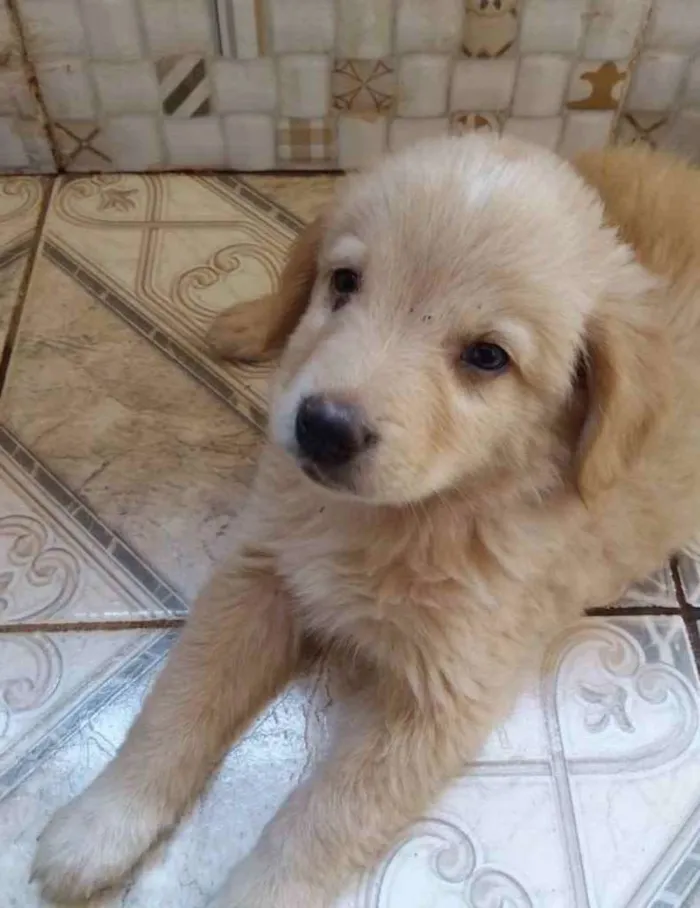Cachorro ra a Mestiço  idade 2 a 6 meses nome Duque 