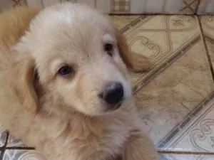 Cachorro raça Mestiço  idade 2 a 6 meses nome Duque 